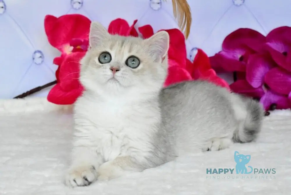 Opheliya British Shorthair female blue golden shaded live animals