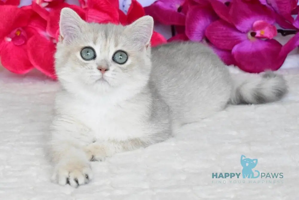 Opheliya British Shorthair female blue golden shaded live animals