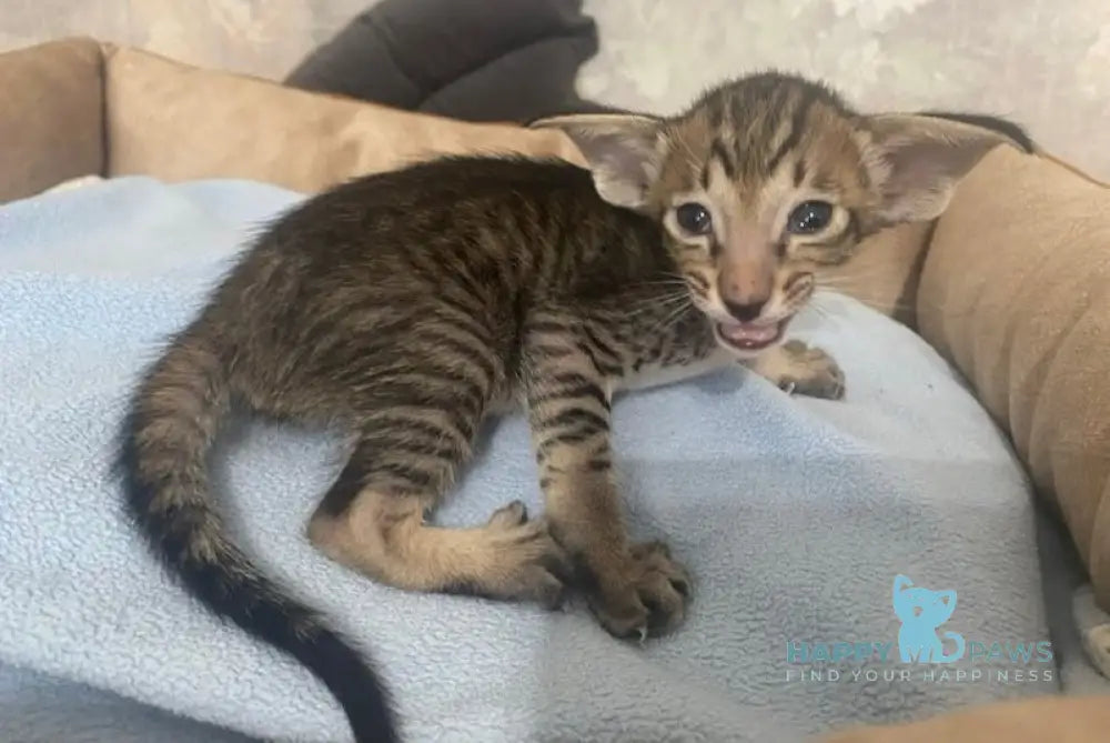 Opium Oriental Shorthair Male Chocolate Spotted Tabby Live Animals