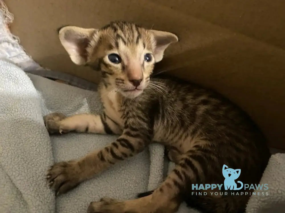 Opium Oriental Shorthair Male Chocolate Spotted Tabby Live Animals