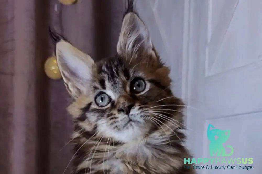 Optima Maine Coon female black tabby live animals