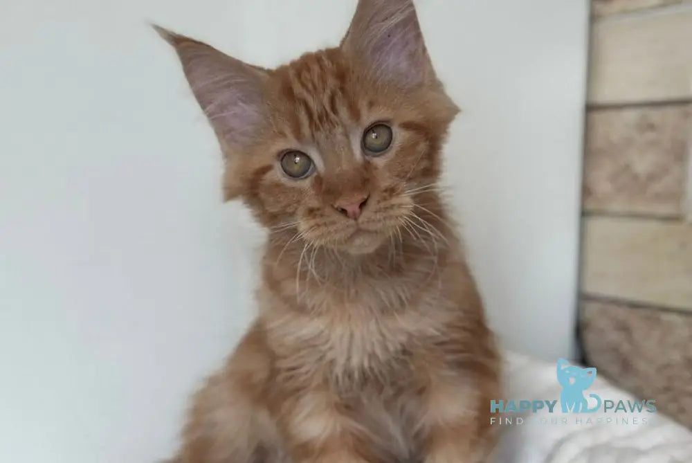Orange Maine Coon male red live animals