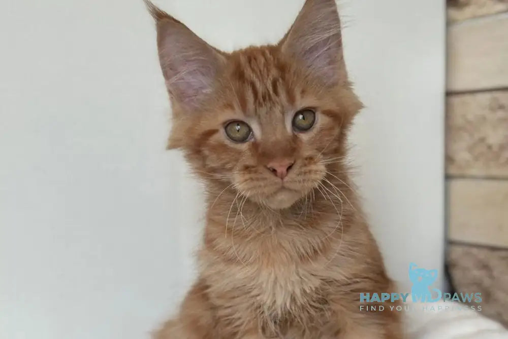 Orange Maine Coon male red live animals