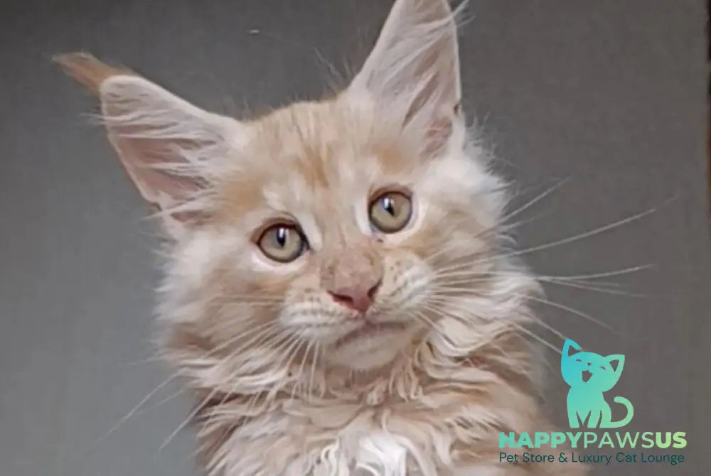 Orange Maine Coon male red silver - live animals