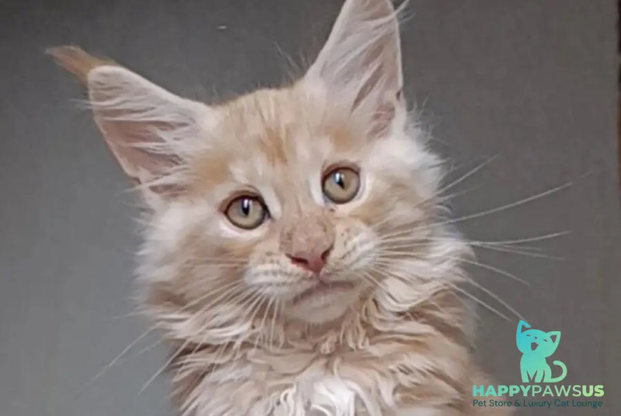 Orange Maine Coon male red silver - live animals