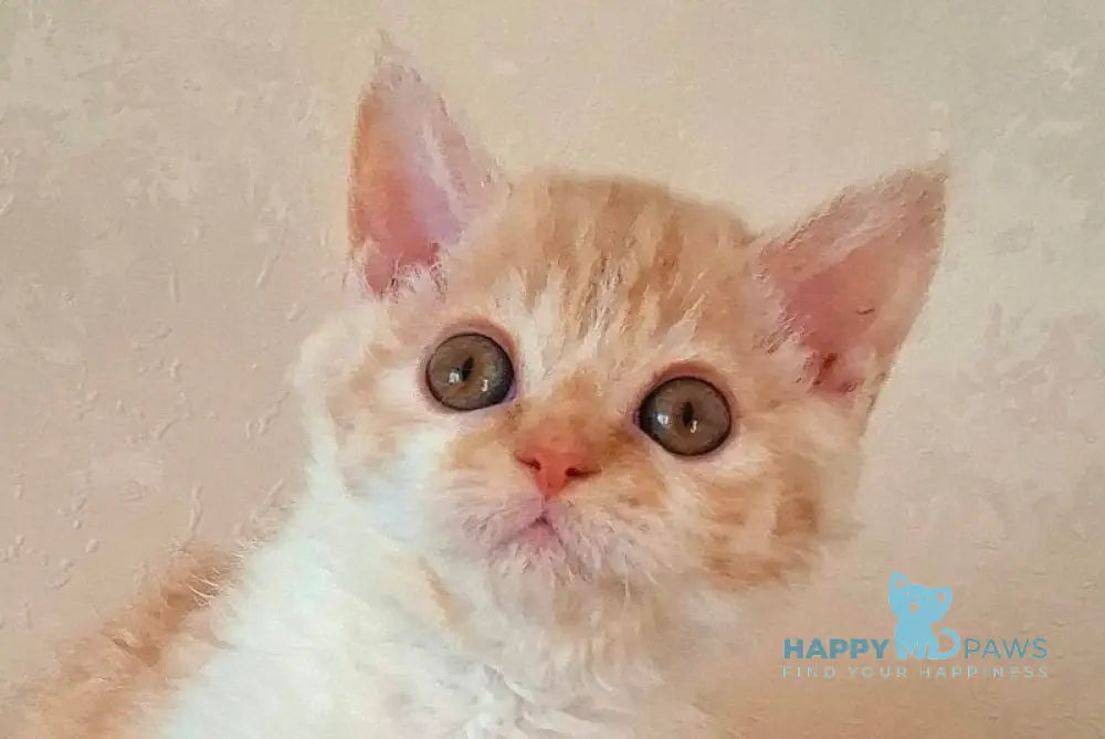 Orange Selkirk Rex male cream bicolour live animals