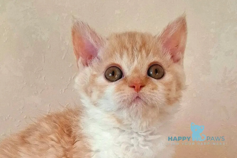 Orange Selkirk Rex male cream bicolour live animals