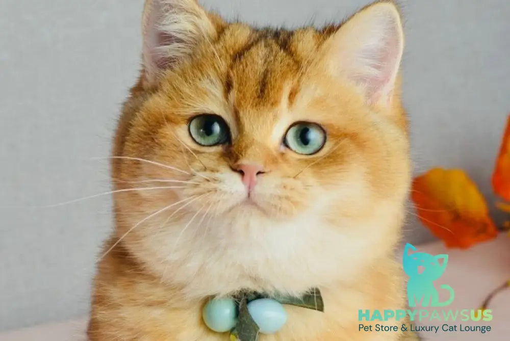 Orchid British Shorthair female black golden shaded live animals
