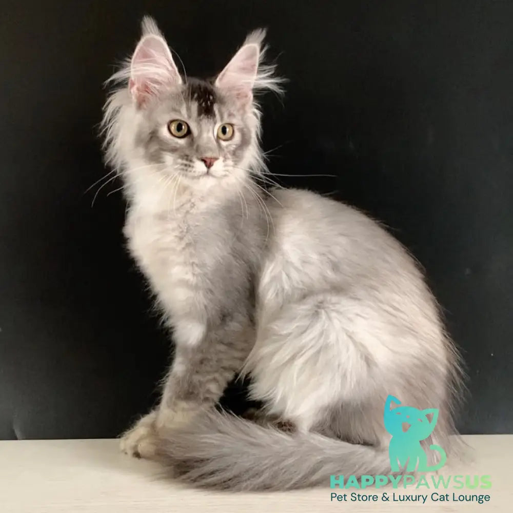 Orchid Maine Coon female black tortie silver ticked tabby - live animals