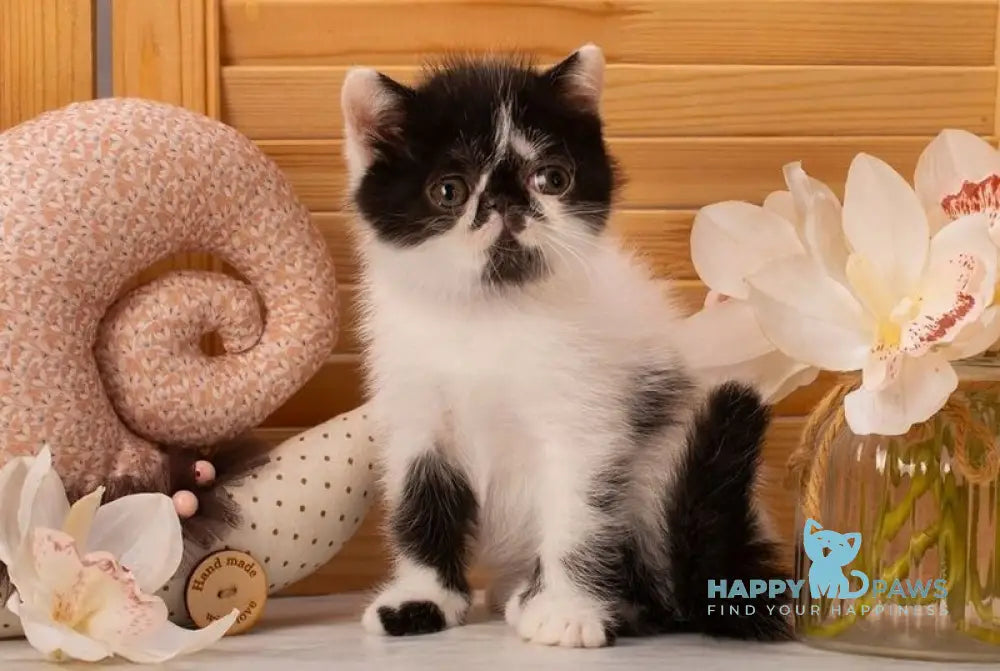 Orchideay Exotic female black harlequin live animals