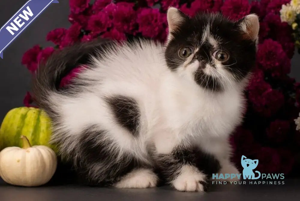 Orchideay Exotic female black harlequin live animals