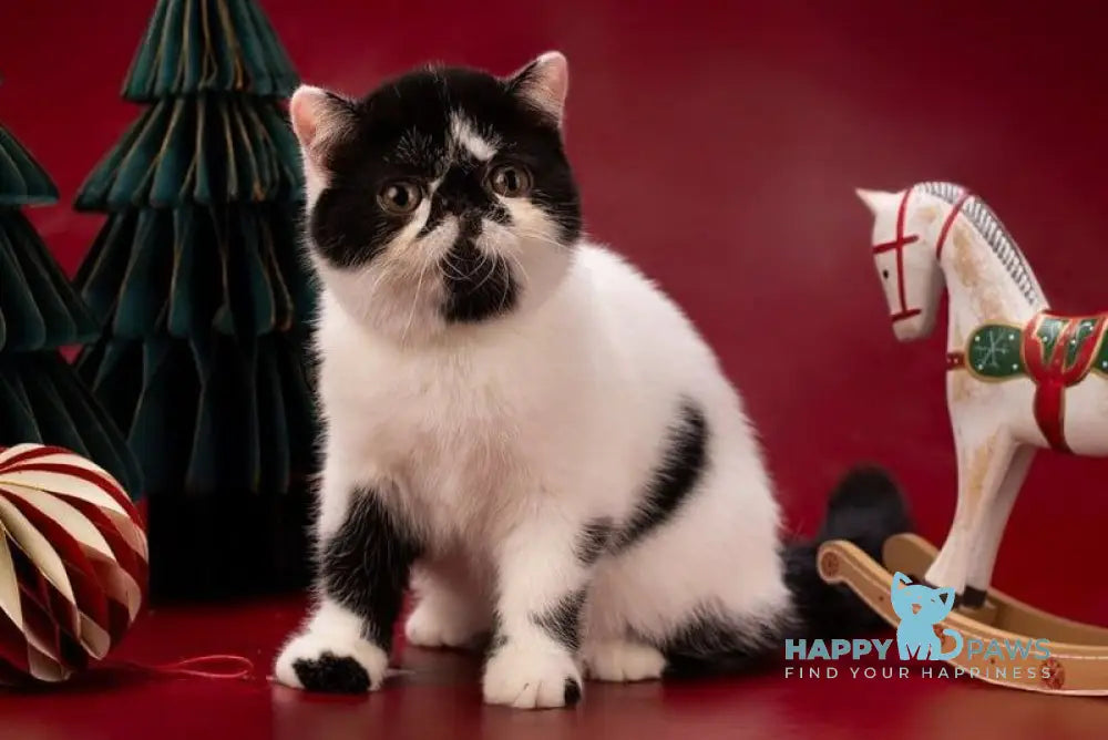 Orchideay Exotic female black harlequin live animals