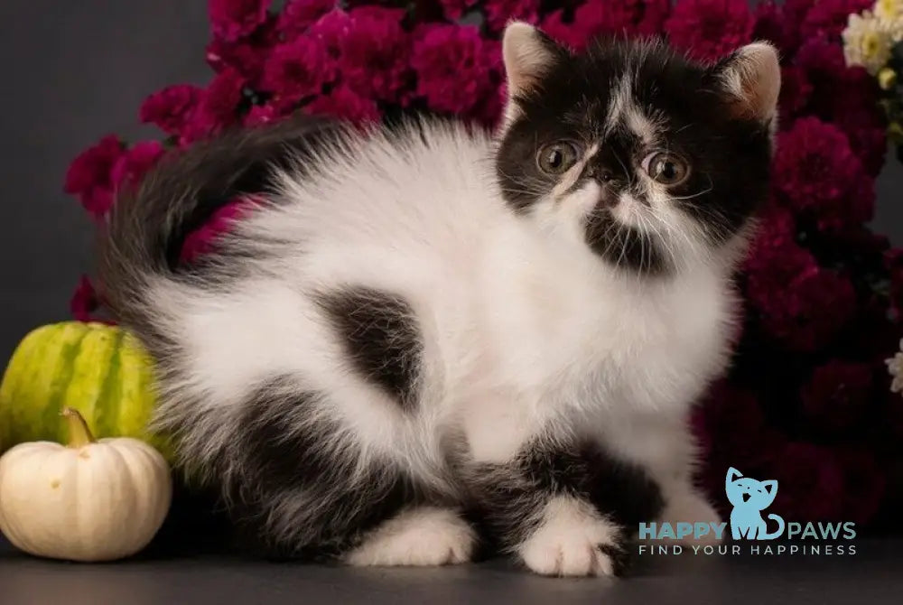 Orchideay Exotic female black harlequin live animals