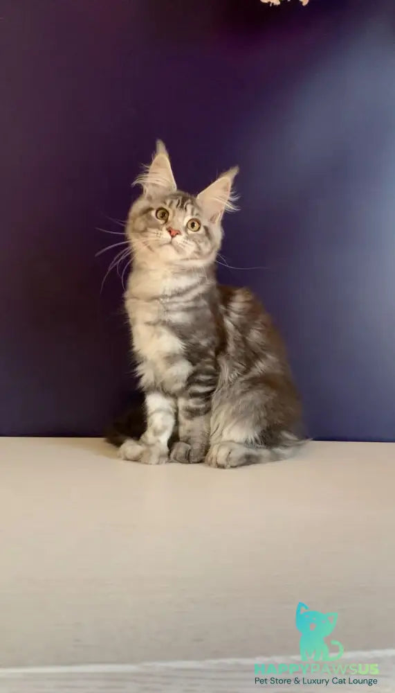 Oregona Maine Coon polydactyl female black silver tabby - live animals