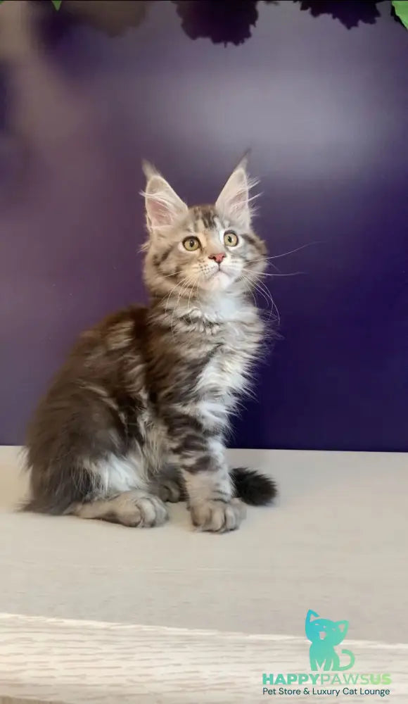 Oregona Maine Coon polydactyl female black silver tabby - live animals
