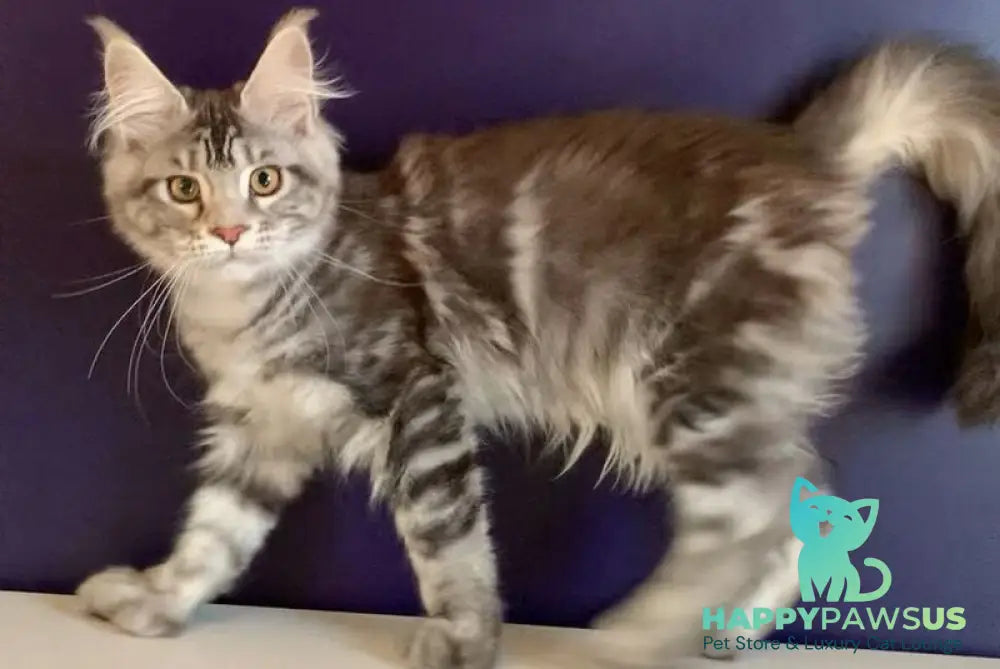 Oregona Maine Coon polydactyl female black silver tabby - live animals
