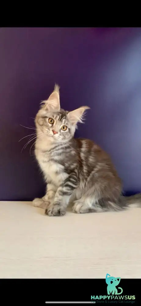 Oregona Maine Coon polydactyl female black silver tabby - live animals