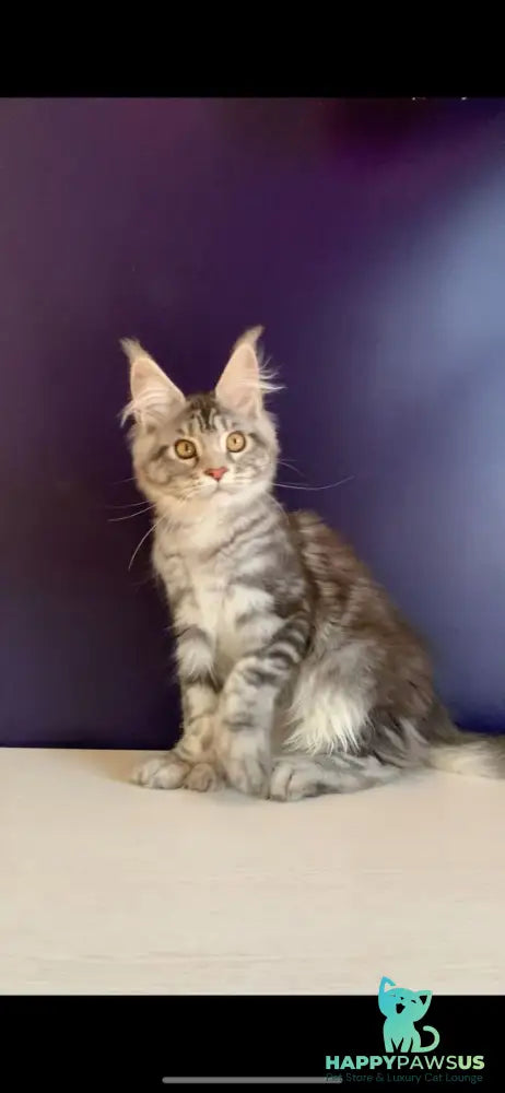 Oregona Maine Coon polydactyl female black silver tabby - live animals