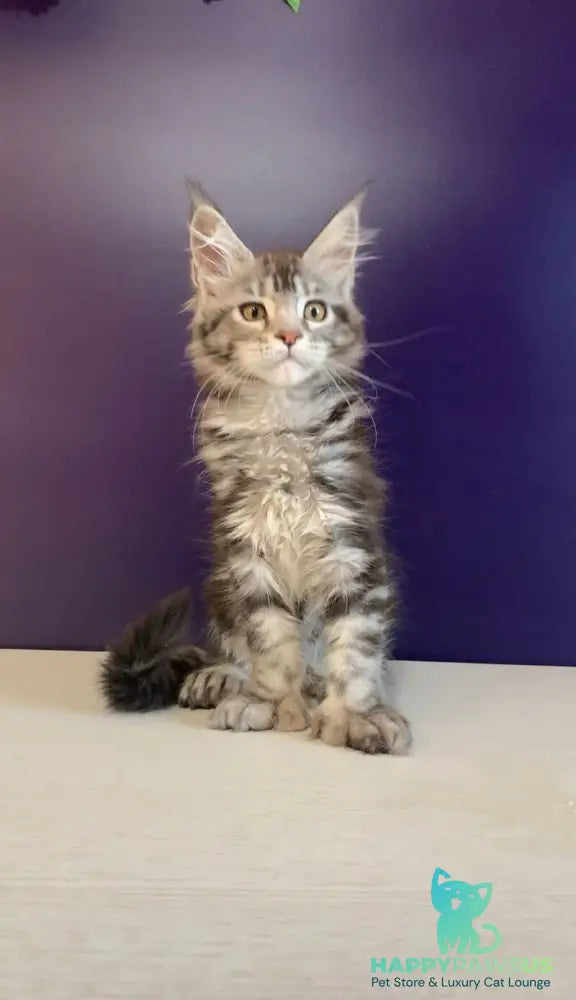 Oregona Maine Coon polydactyl female black silver tabby - live animals
