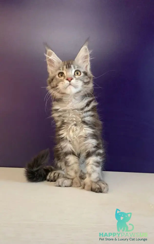 Oregona Maine Coon polydactyl female black silver tabby - live animals