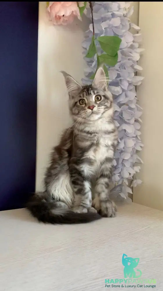 Oregona Maine Coon polydactyl female black silver tabby - live animals