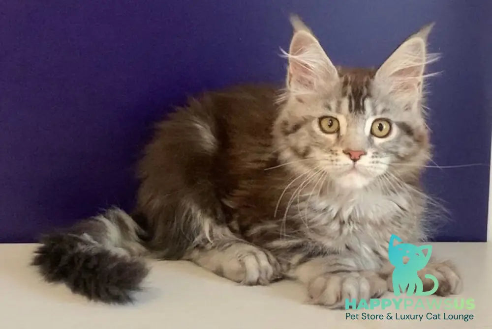 Oregona Maine Coon polydactyl female black silver tabby - live animals