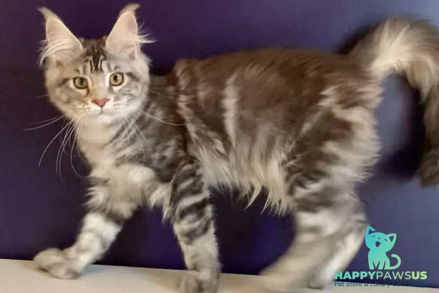 Oregona Maine Coon polydactyl female black silver tabby - live animals