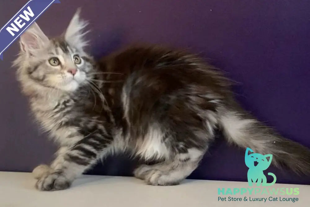 Oregona Maine Coon polydactyl female black silver tabby - live animals