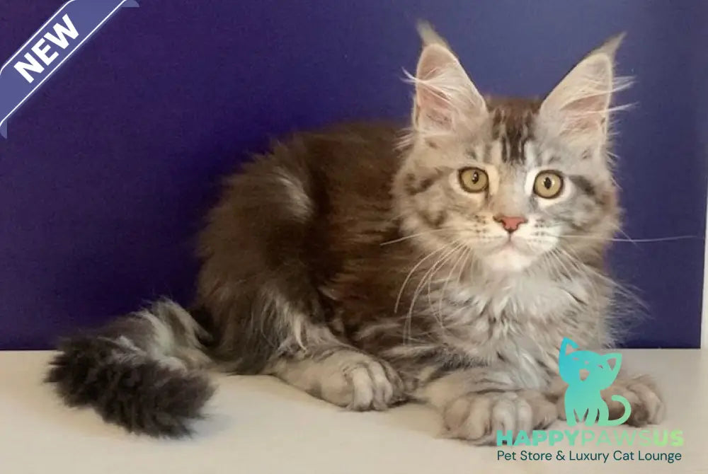 Oregona Maine Coon polydactyl female black silver tabby - live animals
