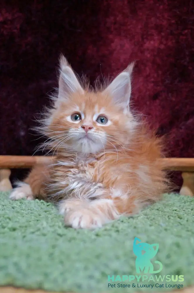 Orel Maine Coon male red silver tabby - live animals