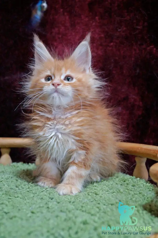 Orel Maine Coon male red silver tabby - live animals