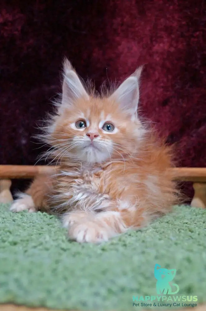 Orel Maine Coon male red silver tabby - live animals
