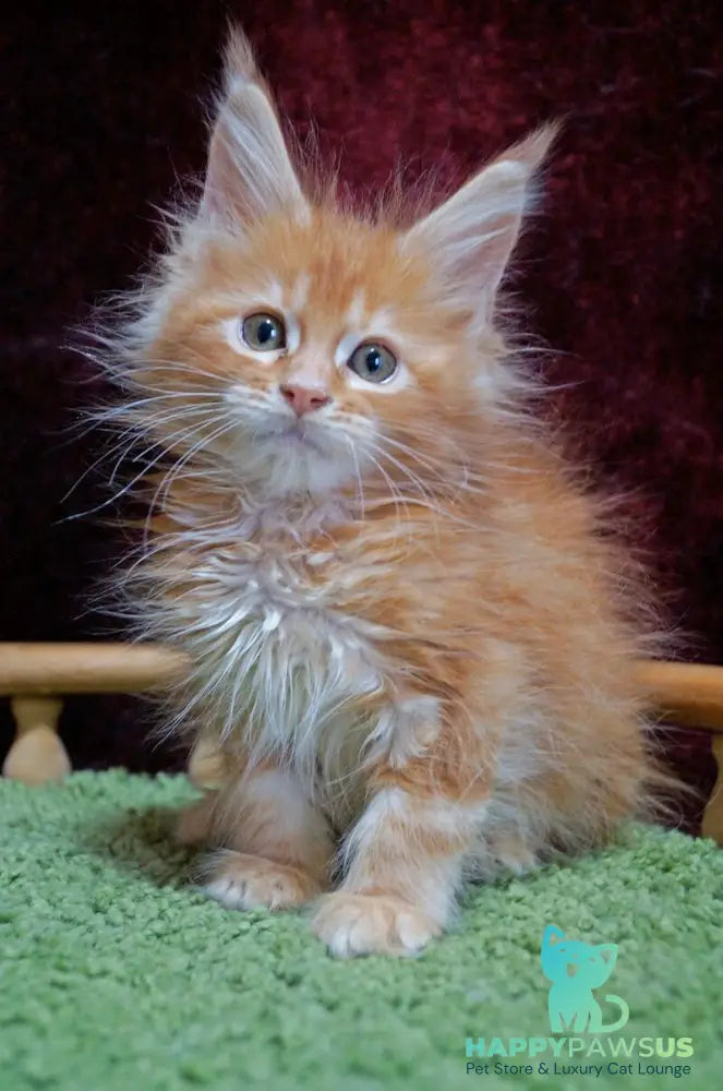 Orel Maine Coon male red silver tabby - live animals