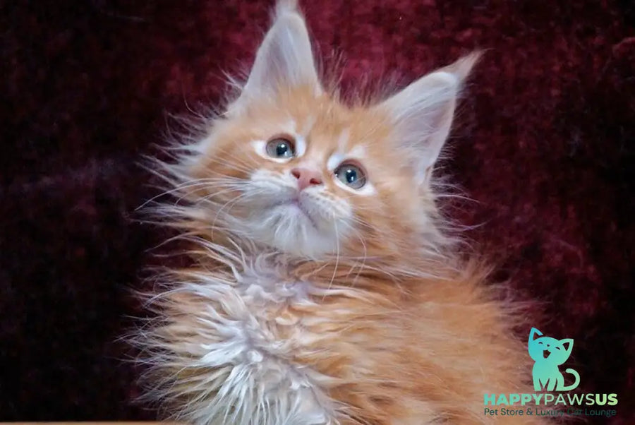 Orel Maine Coon male red silver tabby - live animals