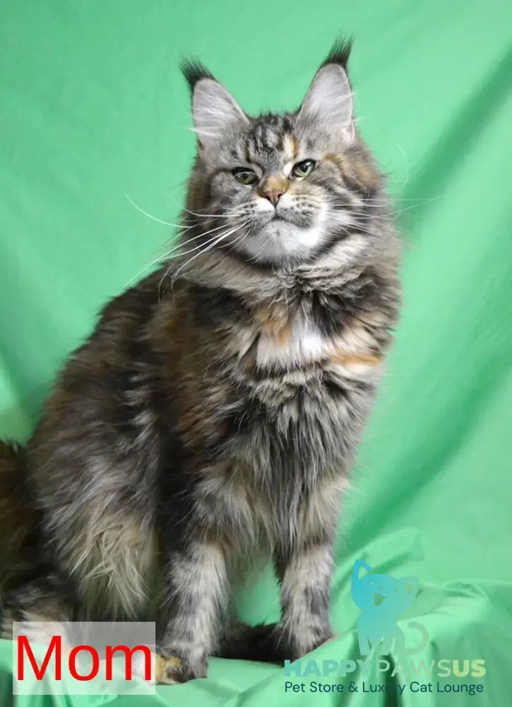 Orel Maine Coon male red silver tabby - live animals