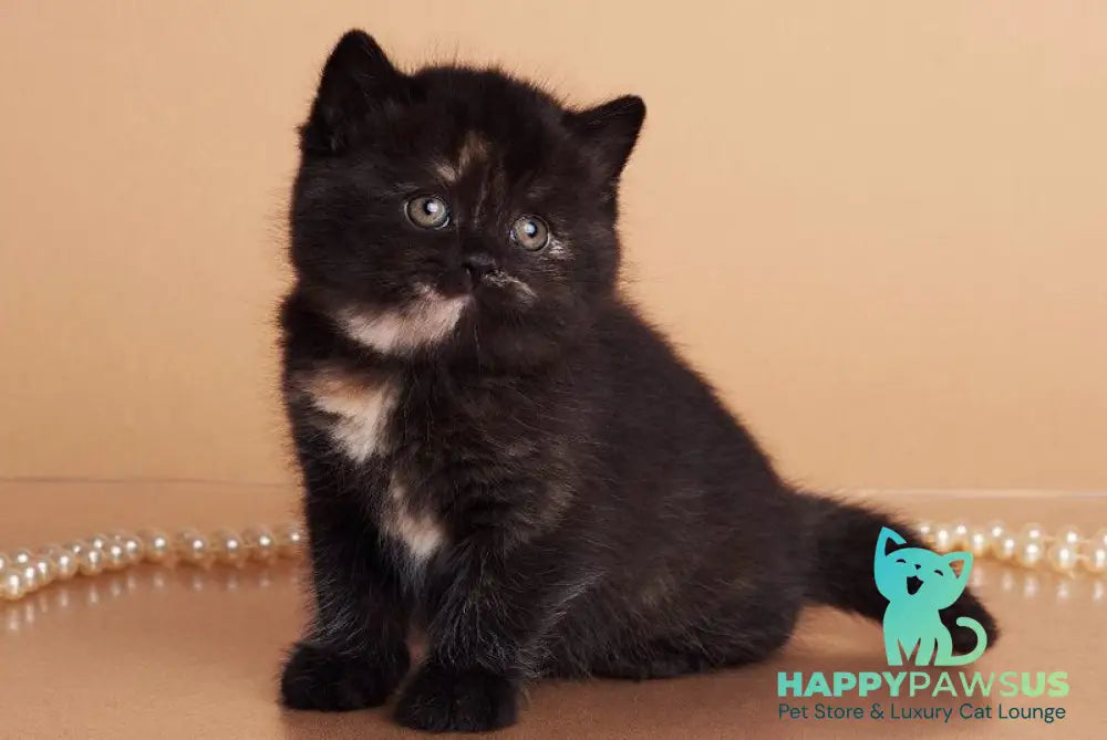 Oreo British Shorthair female black tortie - live animals