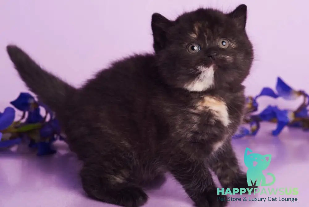 Oreo British Shorthair female black tortie - live animals