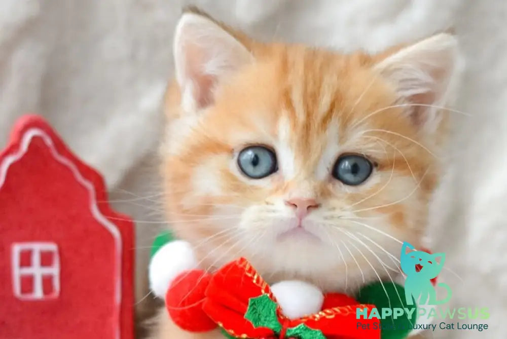 Oreo British Shorthair male black golden tabby live animals