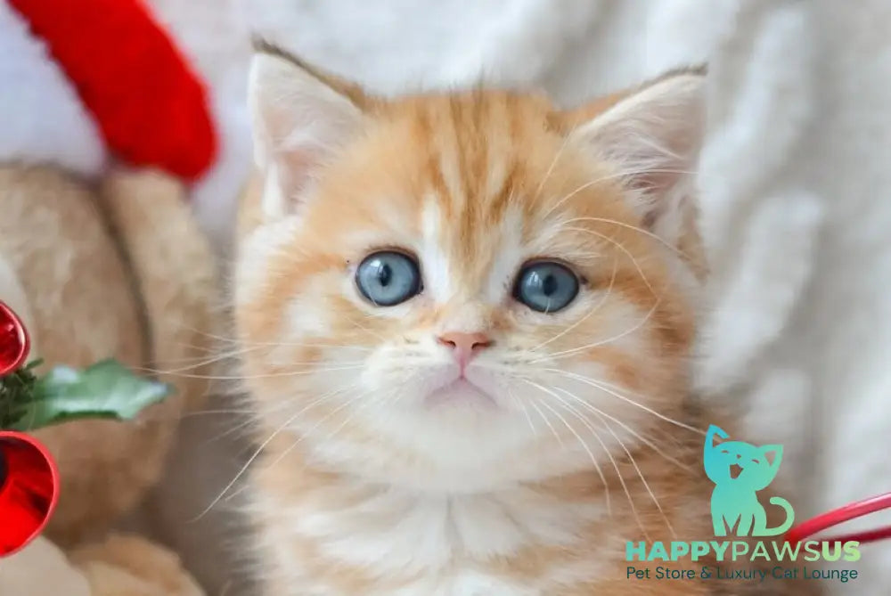 Oreo British Shorthair male black golden tabby live animals