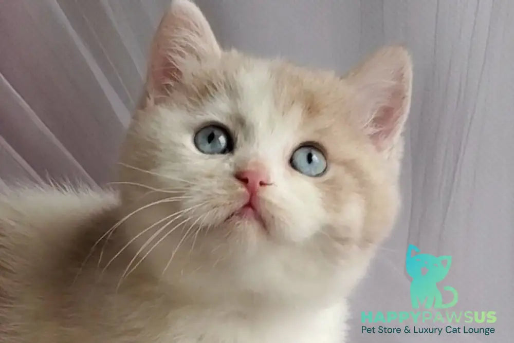 Oreo British Shorthair male lilac bicolour live animals