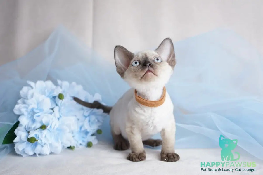 Oreo Devon Rex male black pointed - live animals