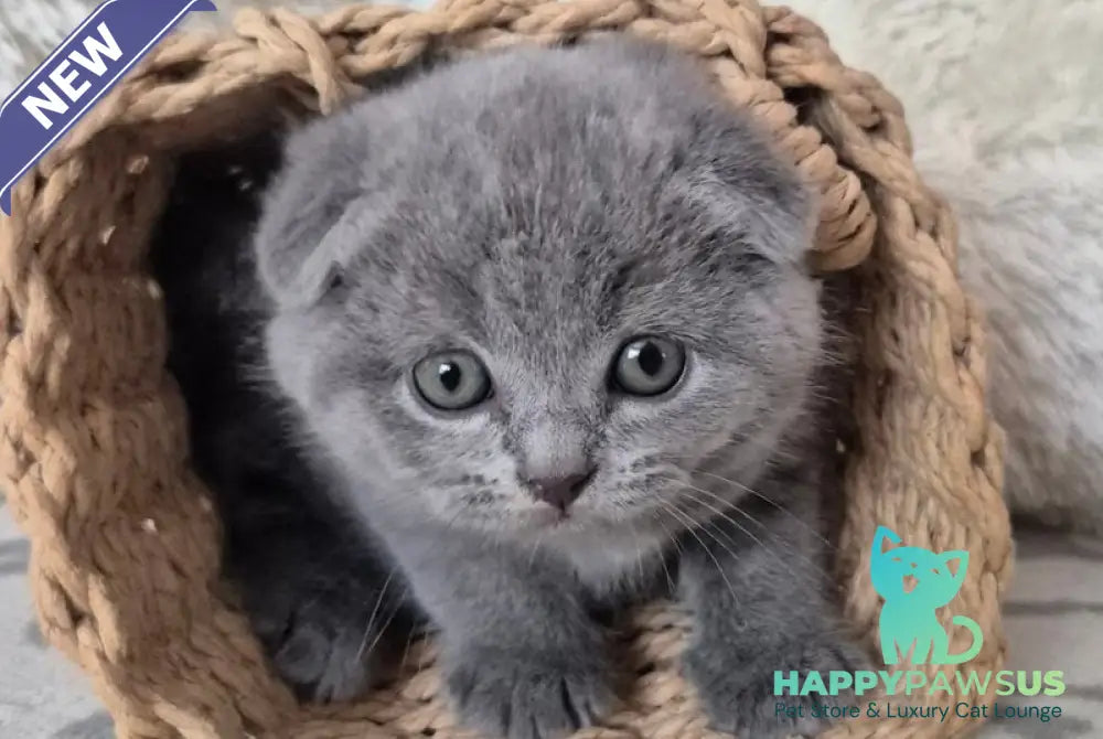 Oreo Scottish Fold male blue - live animals