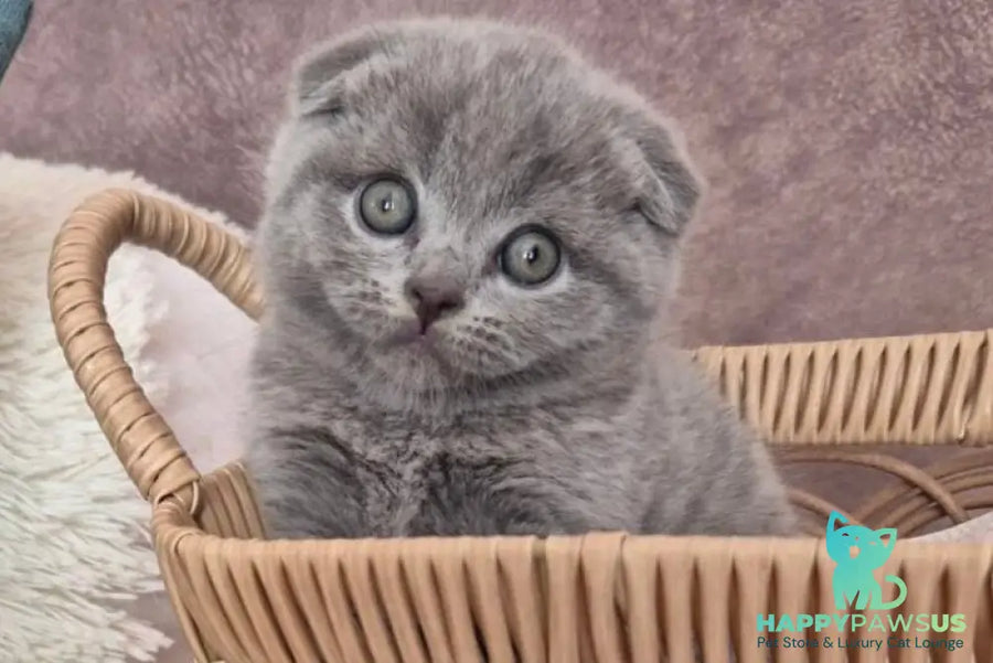 Oreo Scottish Fold male blue - live animals