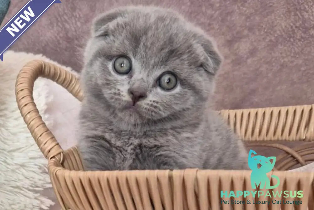 Oreo Scottish Fold male blue - live animals