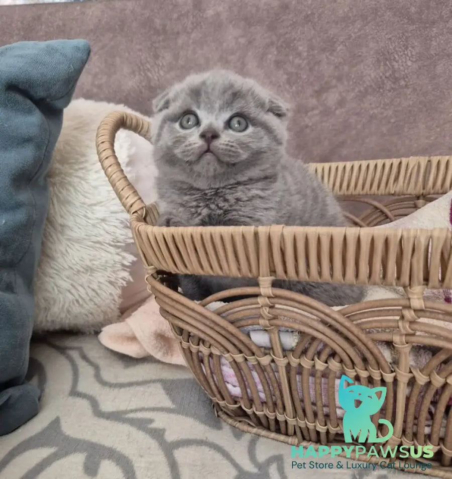 Oreo Scottish Fold male blue - live animals