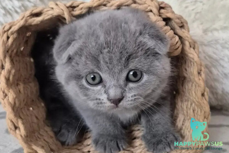 Oreo Scottish Fold male blue - live animals