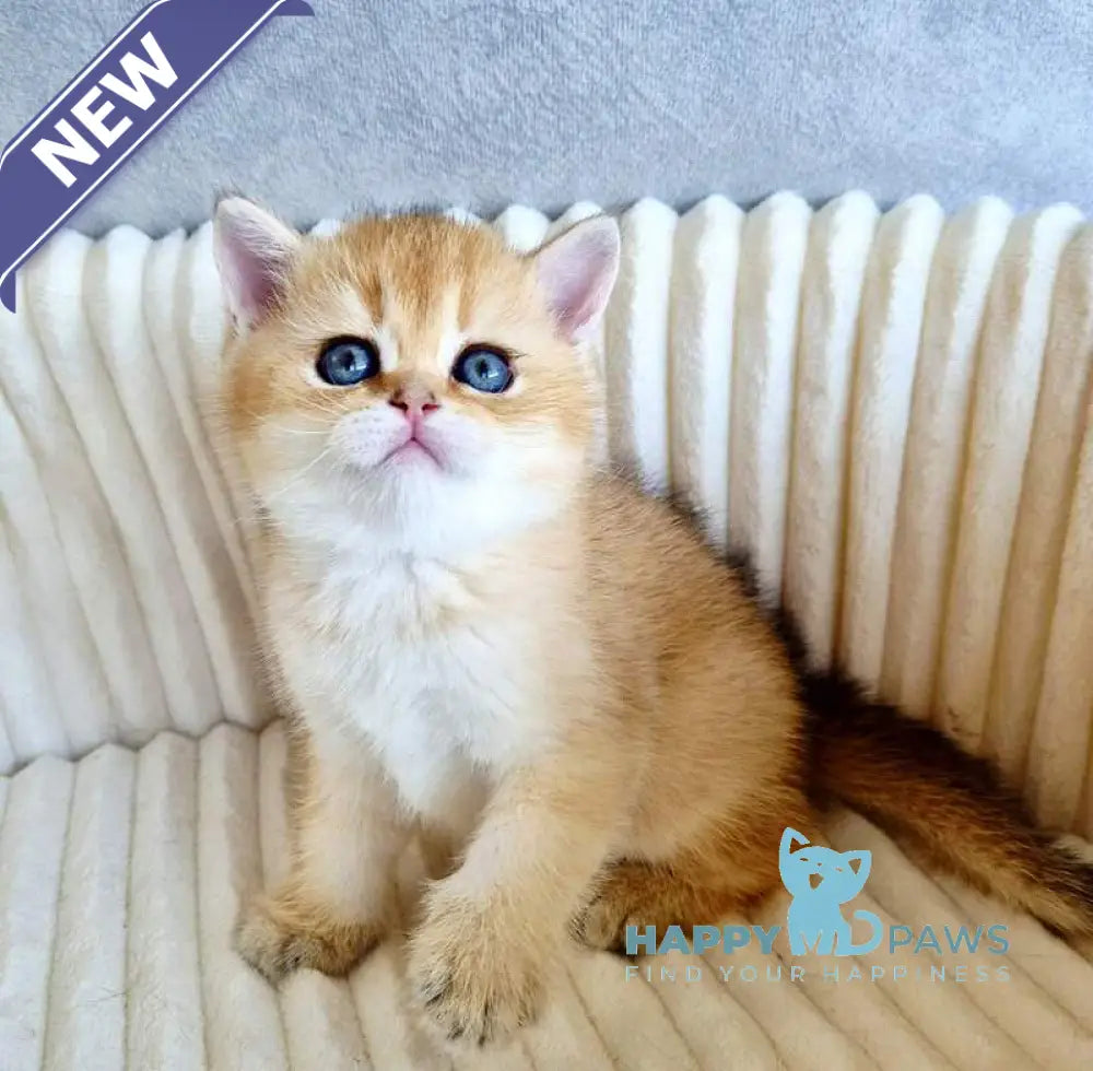 Oreo Scottish Straight male black golden shaded - live animals