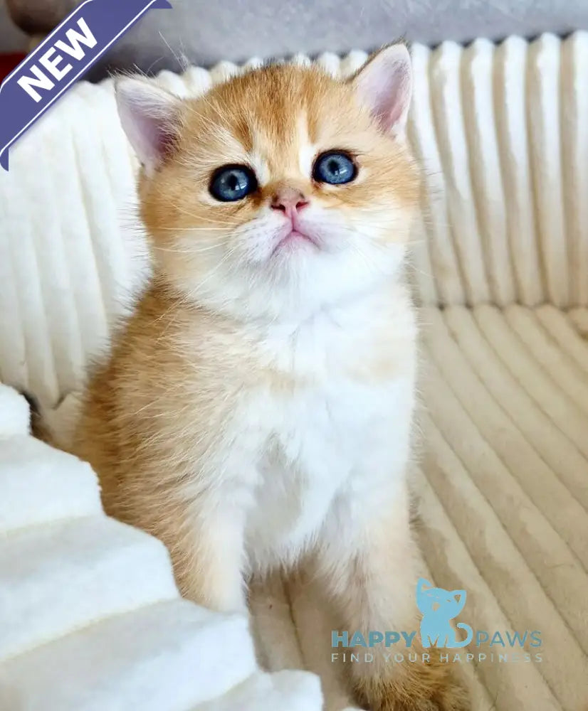 Oreo Scottish Straight male black golden shaded - live animals