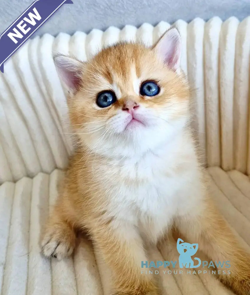 Oreo Scottish Straight male black golden shaded - live animals