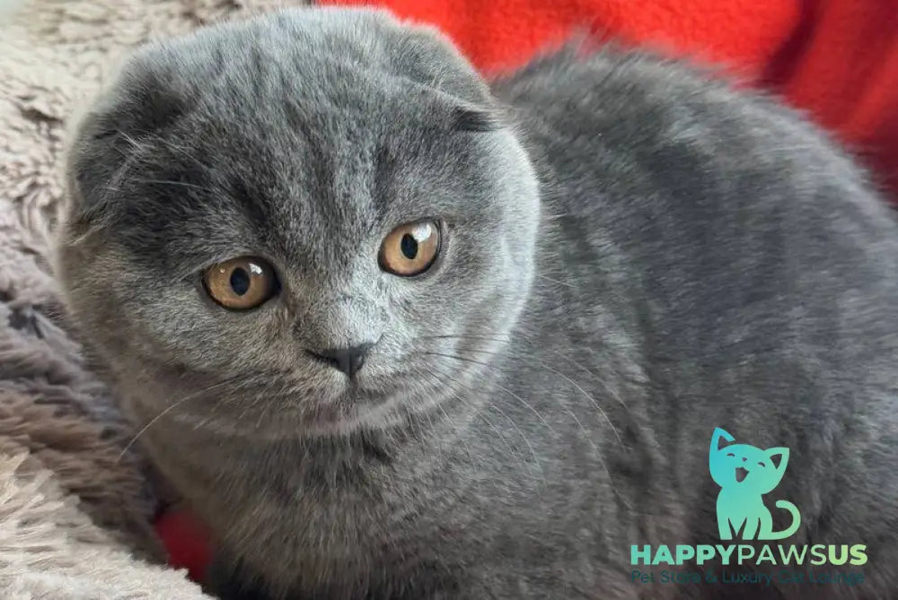 Orest Scottish Fold male blue - live animals